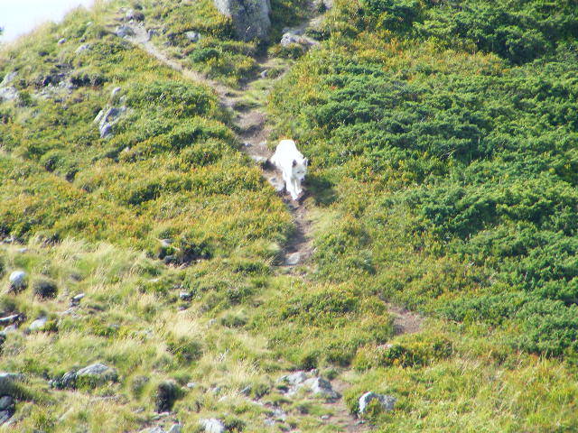 DSCF4433 - 2 august 2009 Traseu Suior Secatura Creasta Cocosului Gutaiul Doamnei  Vf Gutai