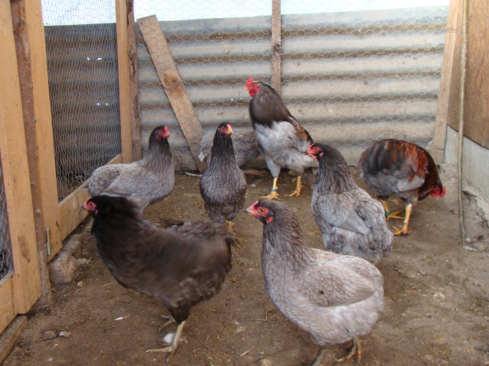 gaini Araucana - corneli