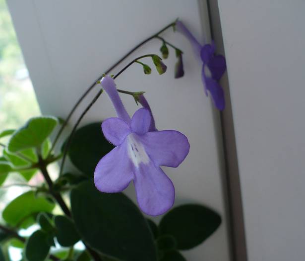 P1120314 - STREPTOCARPUSI