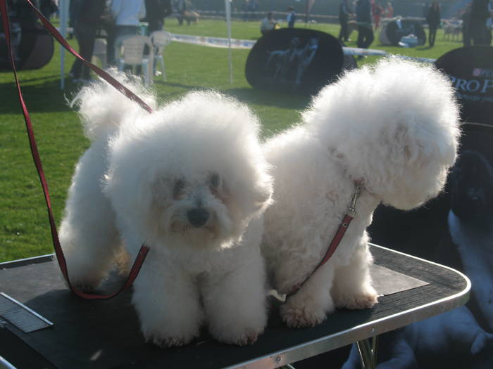 IMG_4679 - bichon frise