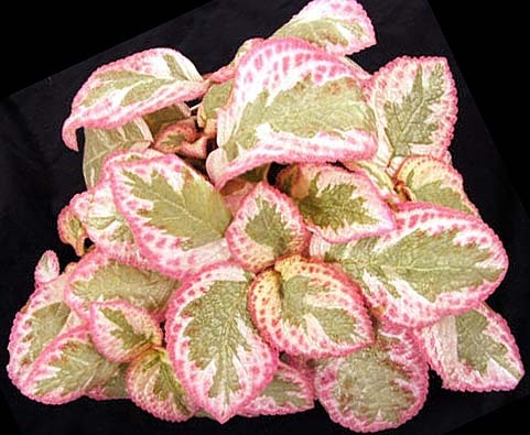 Episcia-Pink-Brocade