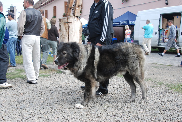 DSC_0175 - Concurs international de frumustete canina 2009 TgMures