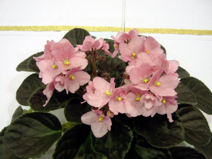 Rhapsodie_Sabrina_2005avsa - violete de pe net 1