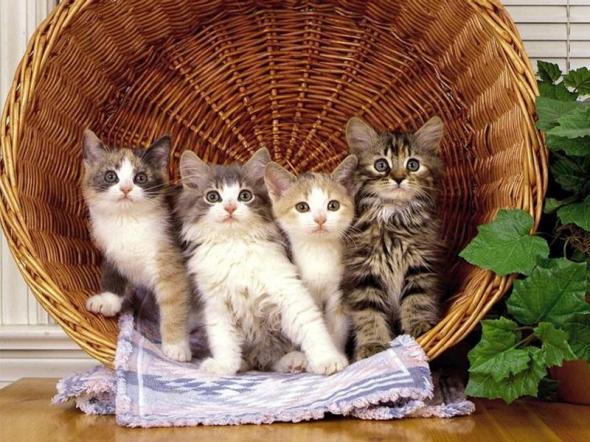 4 Cats!!SWITT - animalute