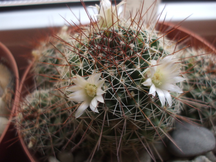 Dolichotele decipiens - cactusi infloriti