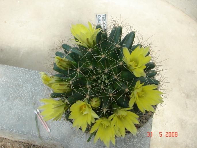 DSC03338 - Gradina Botanica Jibou