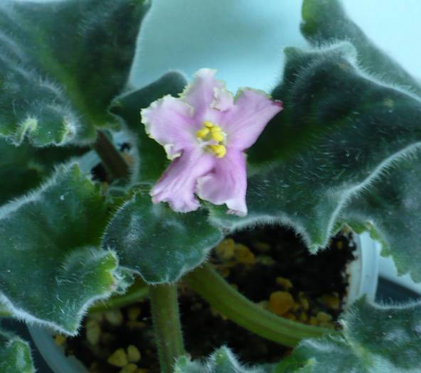 P1140256 - Saintpaulia - violete de camera