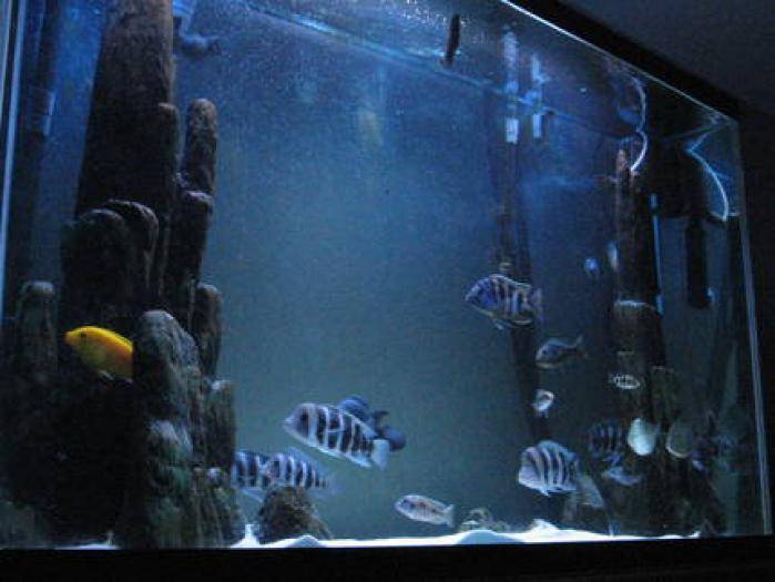 JMFBSLSCSOZNKKEQJBV - Pentru ciclide africane