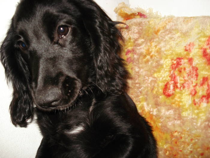 DSC09573 - ANIMALUTELE MELE