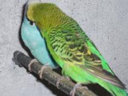 RDYITEXQOKIXGIPELKD - crescatoria de papagali de la tara
