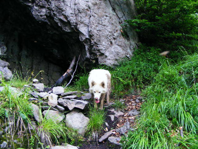 DSCF2994 - Suior Poiana Mlejnita Varful Secatura Creasta Cocosului  din Muntii Guta