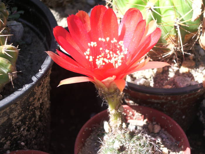 Lobivia arachnacantha - Lobivia