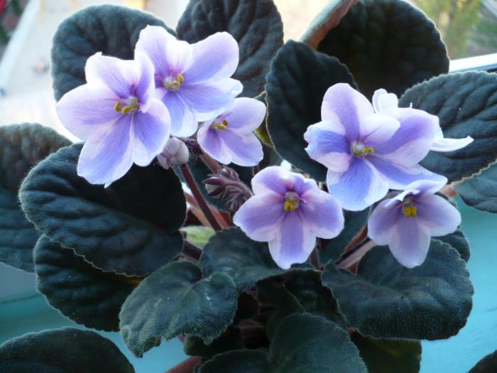 P1060080 - Violete africane