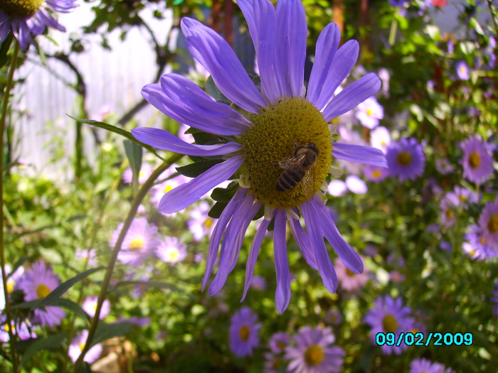 IMG_8618 - insecte si flori