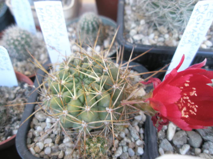 Lobivia longispina - 13.06