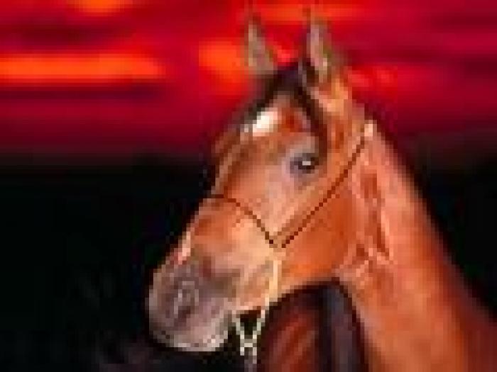 Horse wallpapers 3 - imagini pentru dekstop
