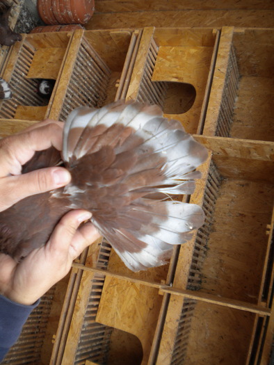 Picture 117 - Raicu 1