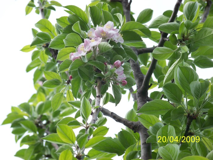 100_0967 - Primavara in curte  Timisoara