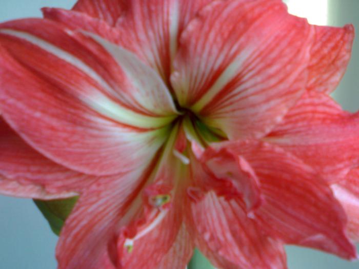 Hippeastrum Lady Jane-detaliu