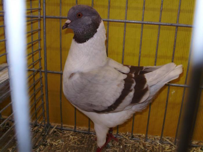 06178 modenezg rotfahl 1