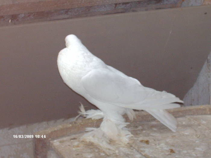 HPIM1762 - 6-gusati de pomerania-2009