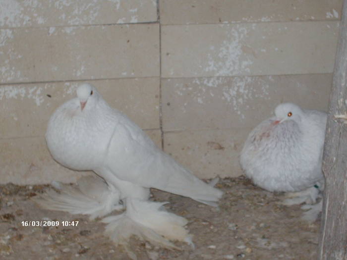 HPIM1764 - 6-gusati de pomerania-2009