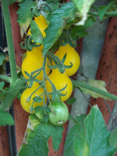 Tomato Yellow Pear (2009, Aug.21) - Tomato Yellow Pear