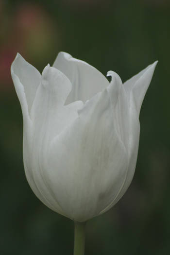 White triumphator - garden 2009