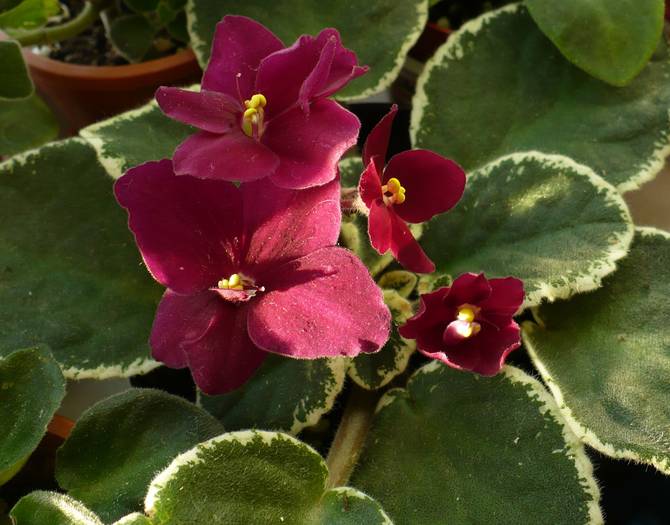 P1130999 - Saintpaulia - violete de camera