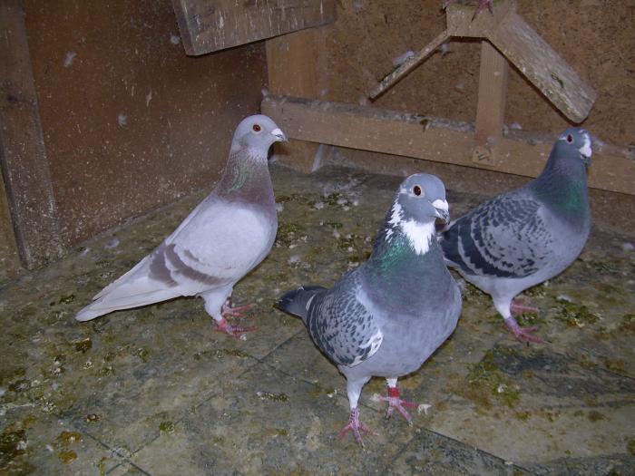 2 porumbitze bune; argintia(04) si solzata lista(03)
