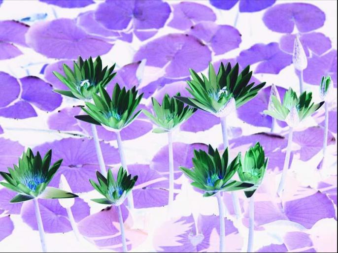Water lilies - diverse poze