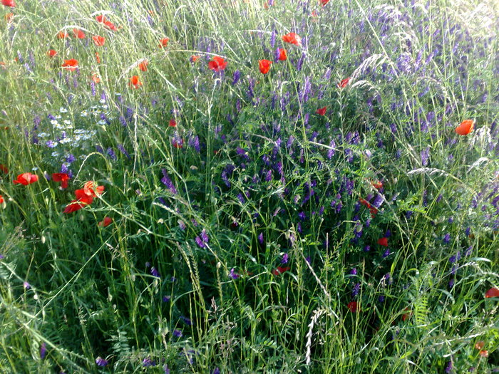  - Poze din strainatate