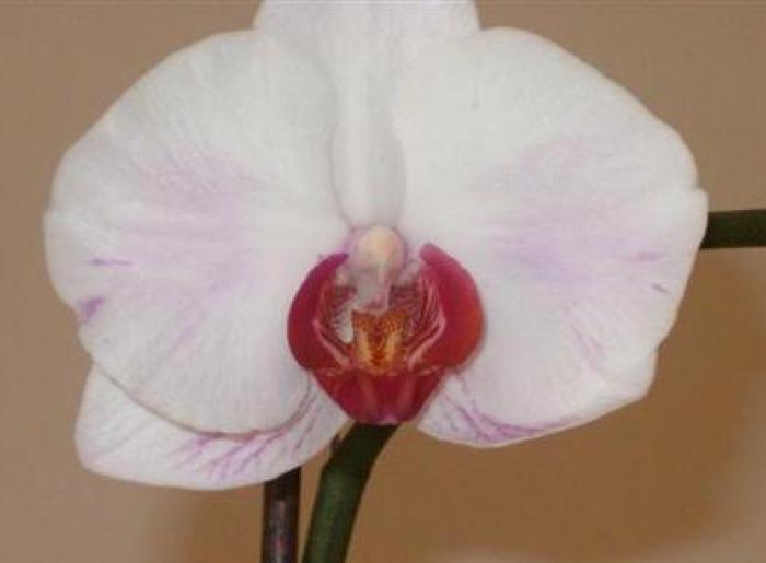 phalenopsis - Orhidee