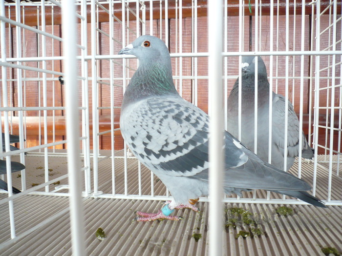 830005-09-ILIESCU+CANCIU-VITEZA PUI - LOC 4