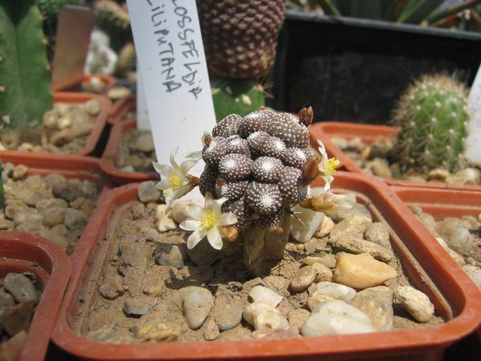 Blossfeldia liliputana