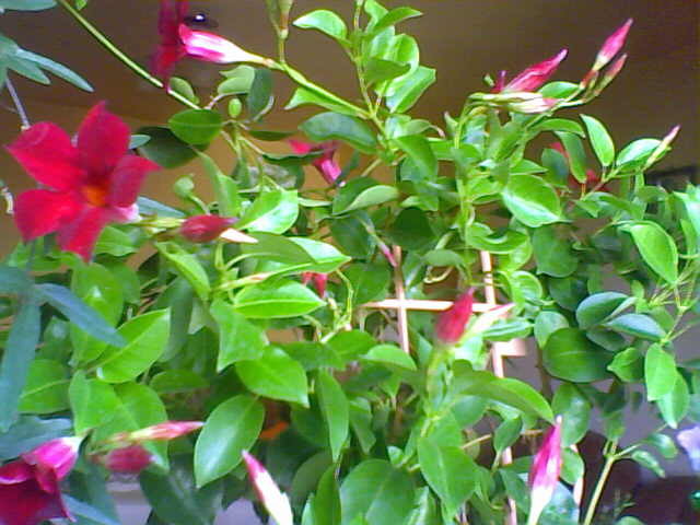sundaville - florile mele