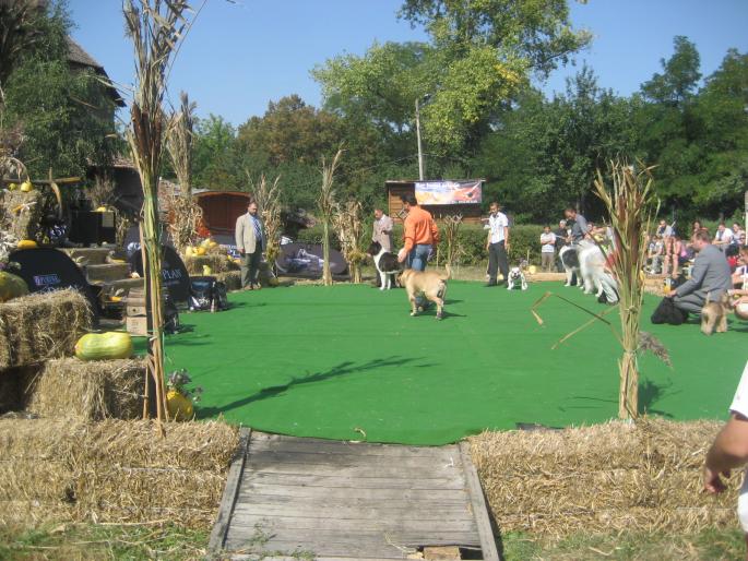 IMG_3280 - EXPO Tg Mures 2008