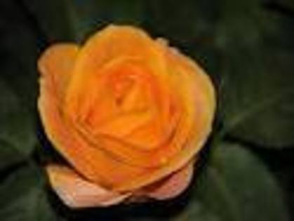 trandafir  portocaliu