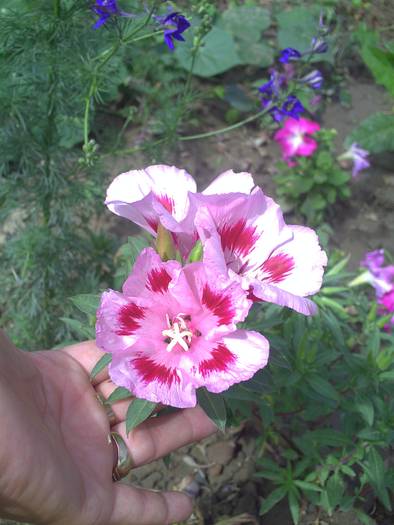 AZALEE - GRADINA-2009