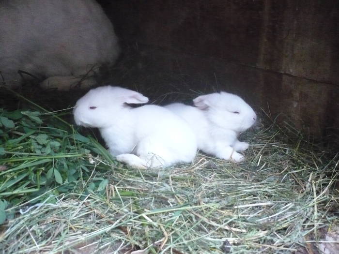 poze iepuri 2504 623 - femele cu pui din 1-10 iunie actuali