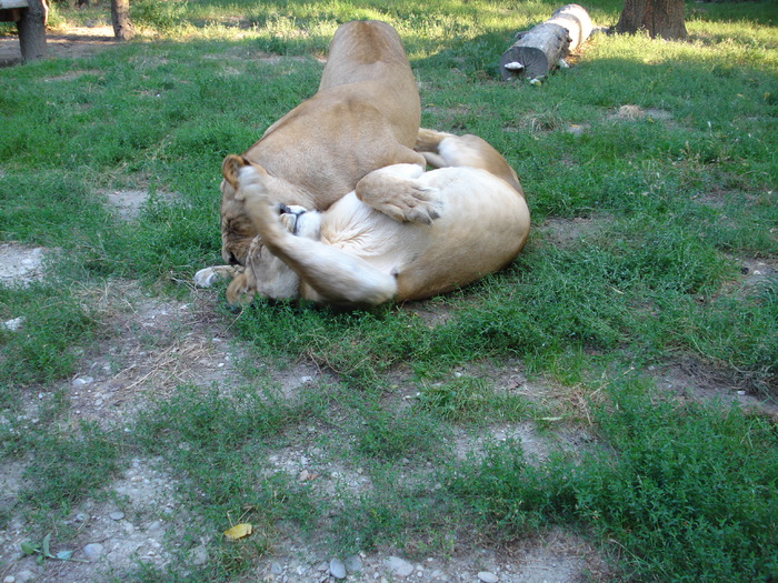Picture 009
