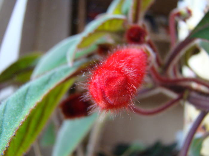 DSC07440 - Kohleria Eriantha 2009