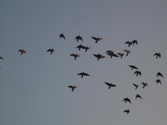 Picture 017 - pui 2008