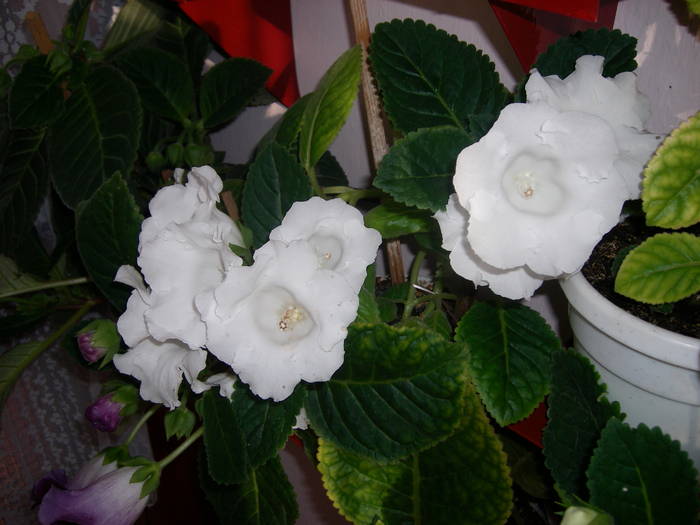 Gloxinie alba