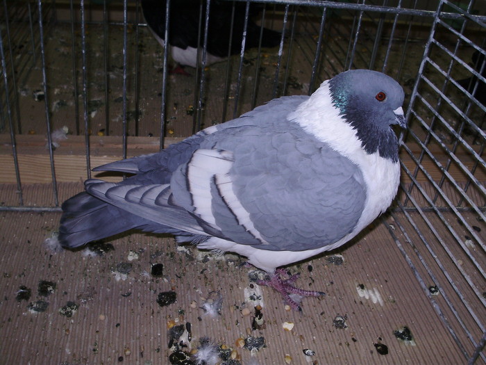 5773 ms 1