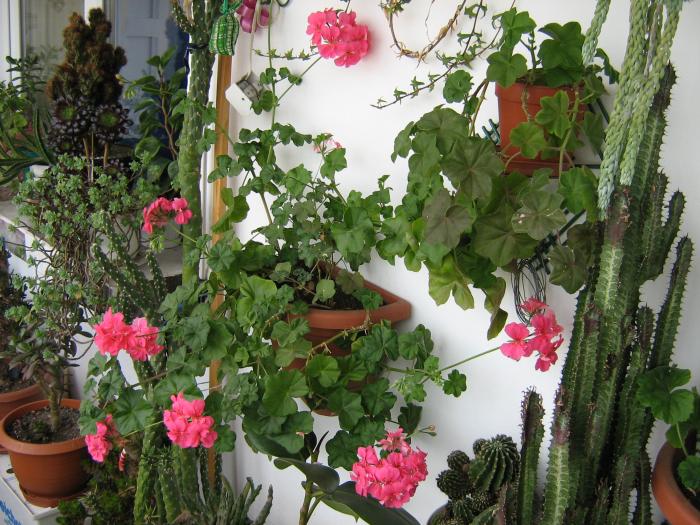FLORI
