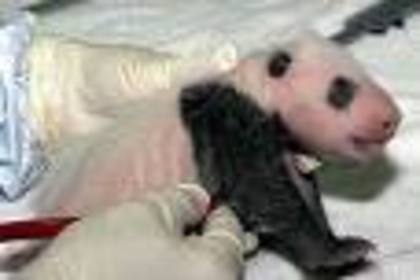 gdfgdfg - ursuleti panda