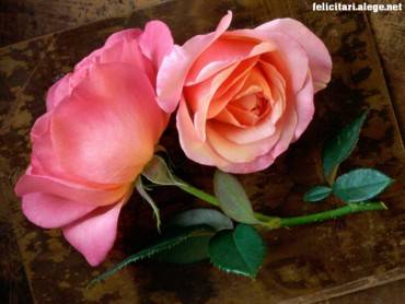 pink-rose-special - Flori