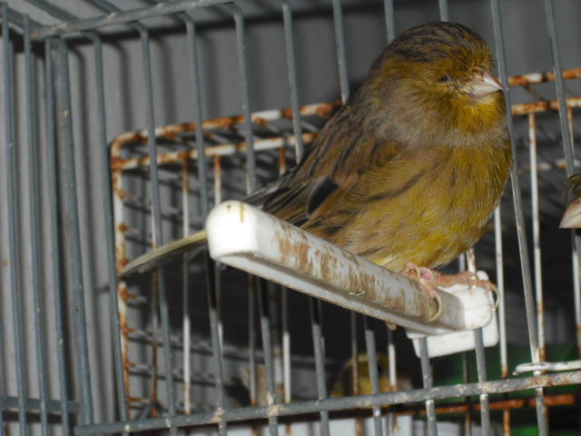 DSCF0383 - canari