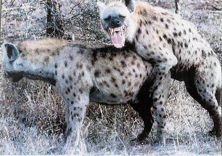 HYENA